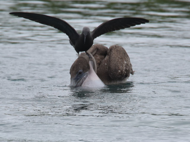 �J�b�V���N�y���J��, Pelecanus occidentalis