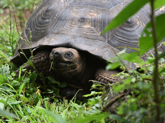 �K���p�S�X�]�E�K�� (Geochelone nigra)