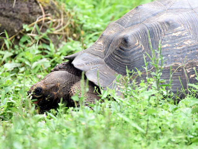 �K���p�S�X�]�E�K�� (Geochelone nigra)