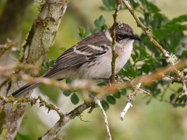 �K���p�S�X�}�l�V�c�O�~, Mimus parvulus