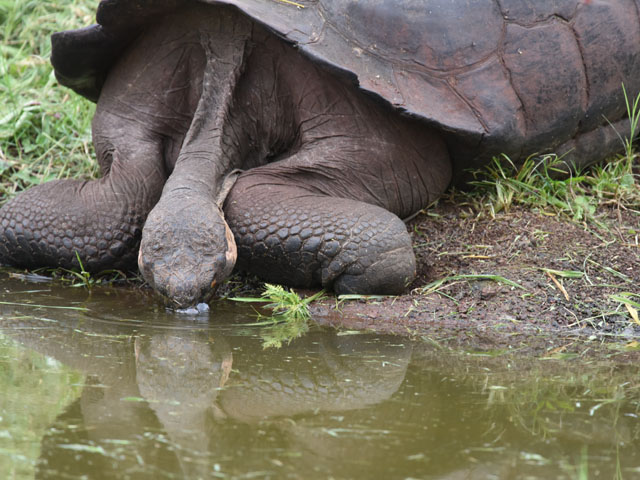 �K���p�S�X�]�E�K�� (Geochelone nigra)