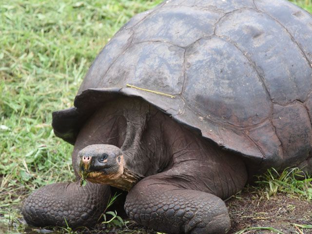 �K���p�S�X�]�E�K�� (Geochelone nigra)