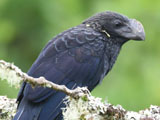 オオハシカッコウ (Crotophaga ani)