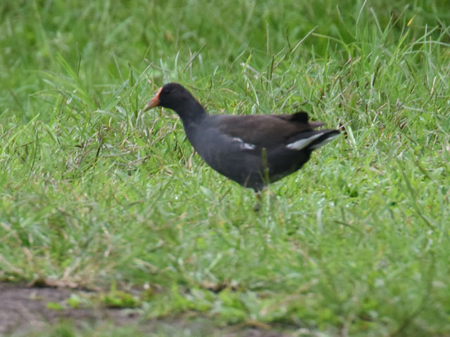 Common gallinule, Gallinula galeata