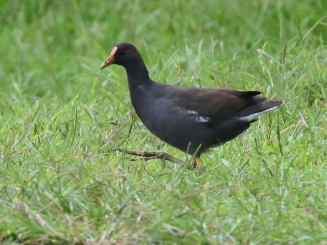 Common gallinule, Gallinula galeata
