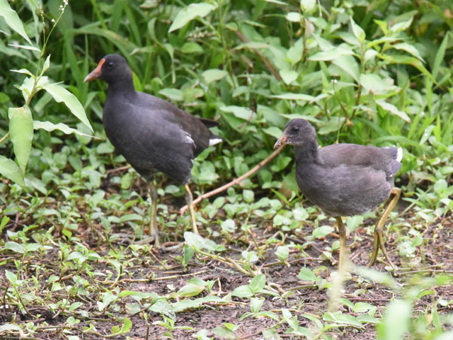 Common gallinule, Gallinula galeata