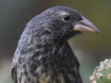 サボテンフィンチ (Geospiza scandens)
