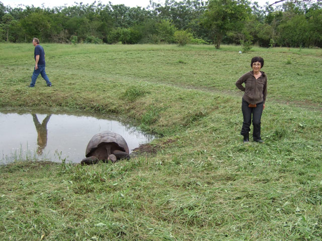 �K���p�S�X�]�E�K�� (Geochelone nigra)