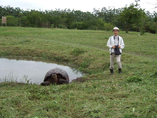�K���p�S�X�]�E�K�� (Geochelone nigra)