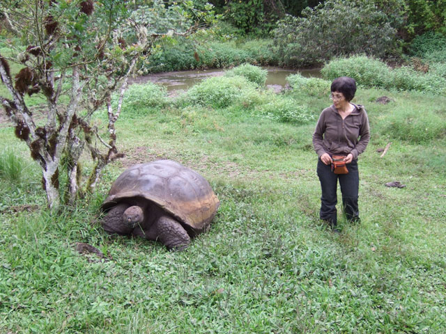 �K���p�S�X�]�E�K�� (Geochelone nigra)