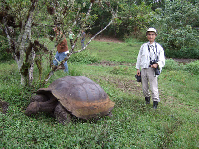 �K���p�S�X�]�E�K�� (Geochelone nigra)