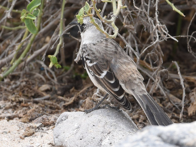 �K���p�S�X�}�l�V�c�O�~, Mimus parvulus