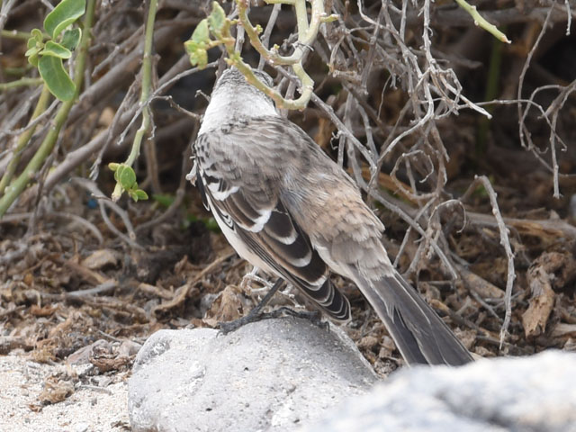 �K���p�S�X�}�l�V�c�O�~, Mimus parvulus