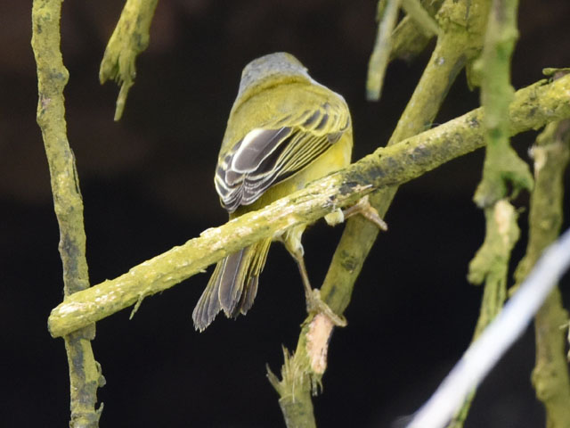 �L�C���A�����J���V�N�C, Setophaga petechia