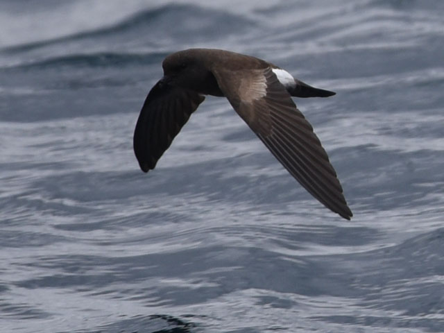 ガラパゴスウミツバメ, Oceanodroma tethys