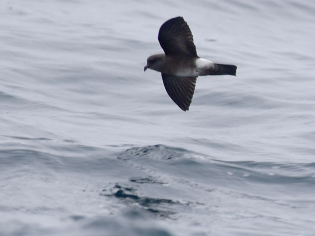 ガラパゴスウミツバメ, Oceanodroma tethys
