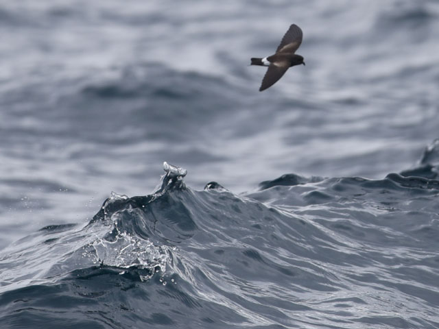 ガラパゴスウミツバメ, Oceanodroma tethys