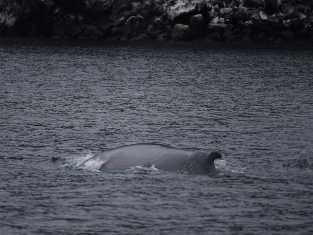 ザトウクジラ, Megaptera novaeangliae