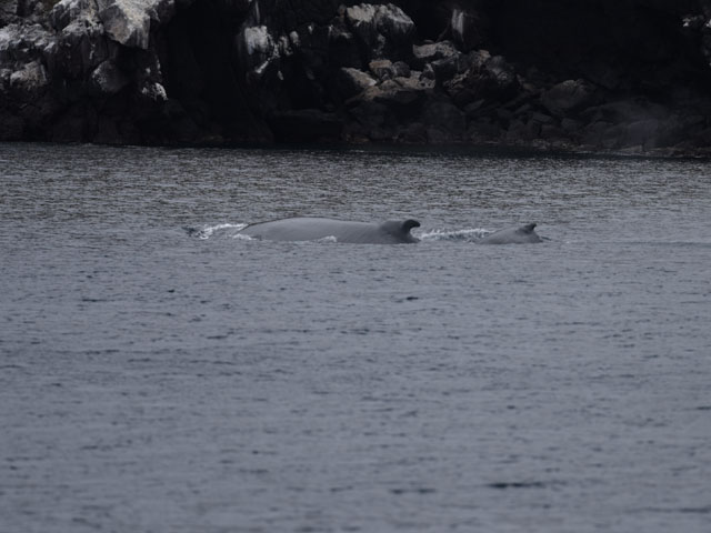 ザトウクジラ, Megaptera novaeangliae