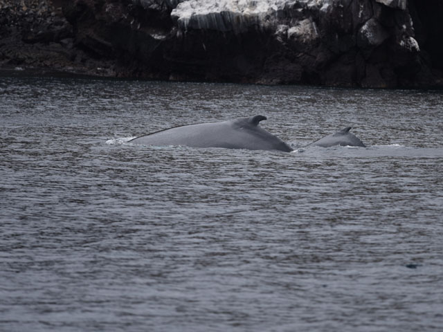 ザトウクジラ, Megaptera novaeangliae