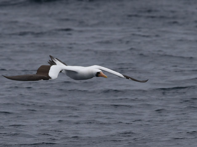 �A�I�c���J�c�I�h��, Sula dactylatra