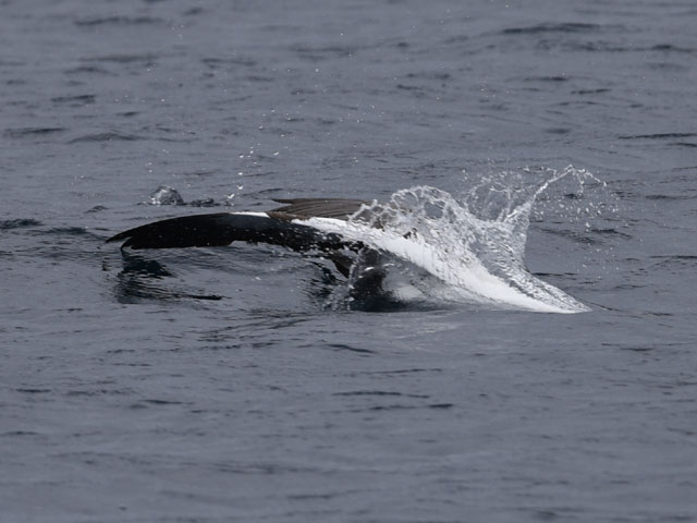 ザトウクジラ, Megaptera novaeangliae