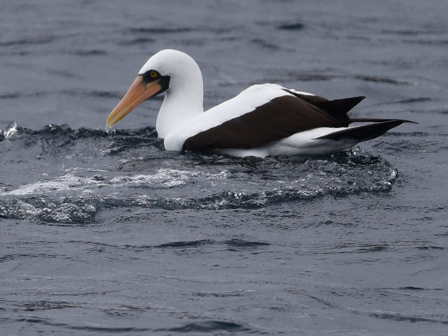 ザトウクジラ, Megaptera novaeangliae