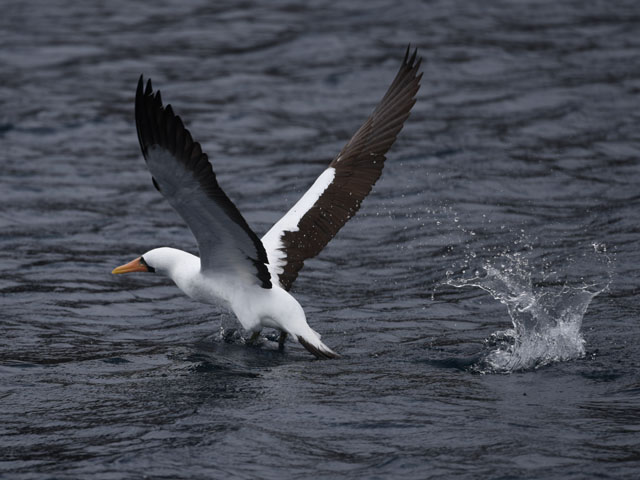 �A�I�c���J�c�I�h��, Sula dactylatra