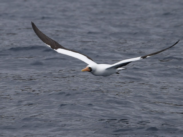 アオツラカツオドリ, Sula dactylatra