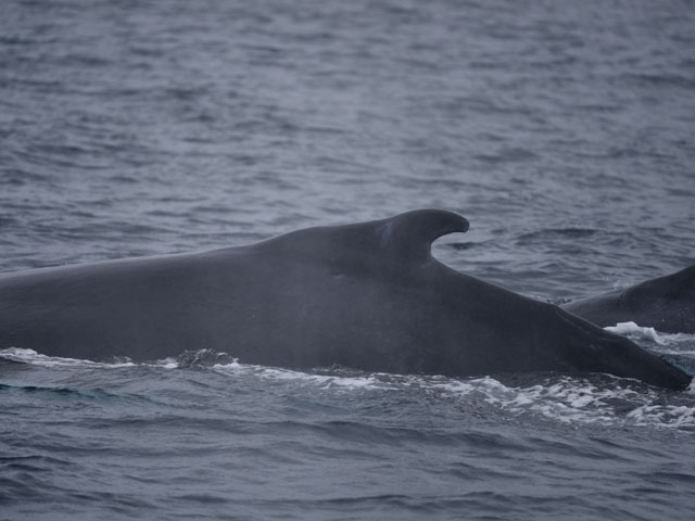 ザトウクジラ, Megaptera novaeangliae