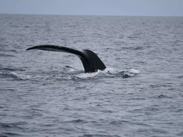 ザトウクジラ, Megaptera novaeangliae