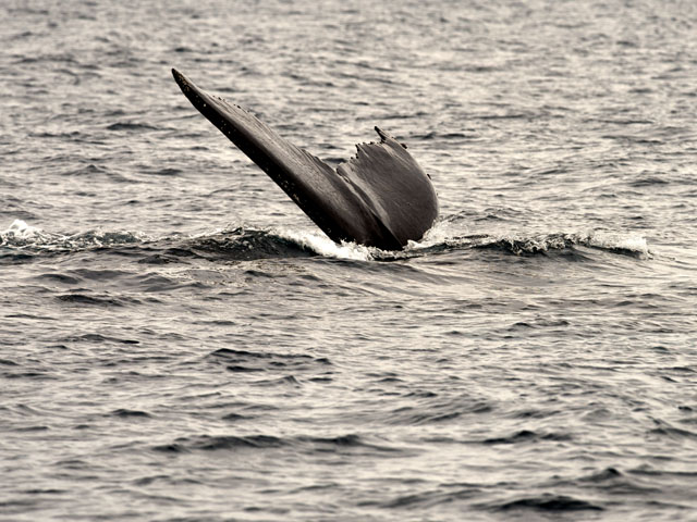 ザトウクジラ, Megaptera novaeangliae