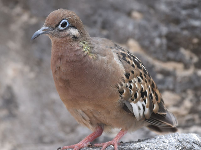 �K���p�S�X�o�g, Zenaida galapagoensis