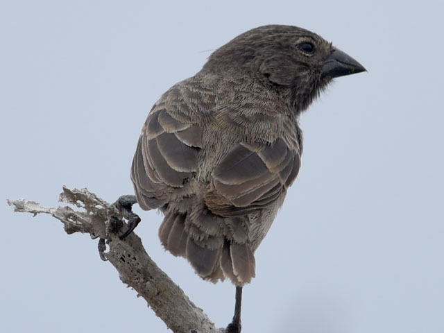 �_�[�E�B���t�B���`, Darwin's finches