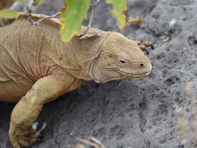 サンタフェリクイグアナ, Conolophus pallidus