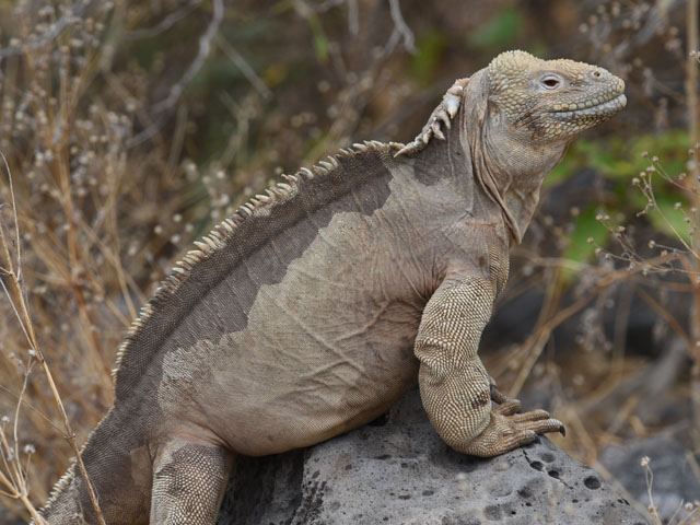 サンタフェリクイグアナ, Conolophus pallidus