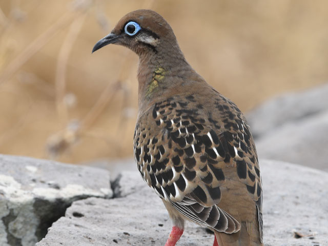 �K���p�S�X�o�g, Zenaida galapagoensis