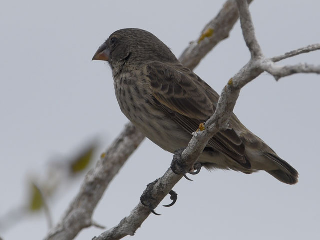 ダーウィンフィンチ, Darwin's finches