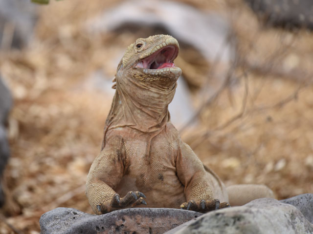 サンタフェリクイグアナ, Conolophus pallidus