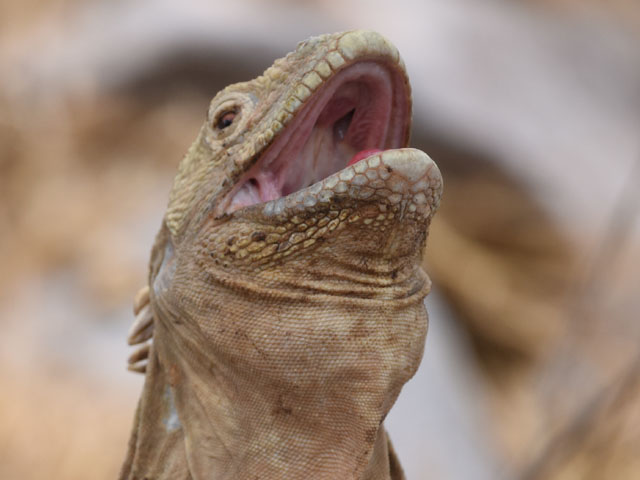 サンタフェリクイグアナ, Conolophus pallidus