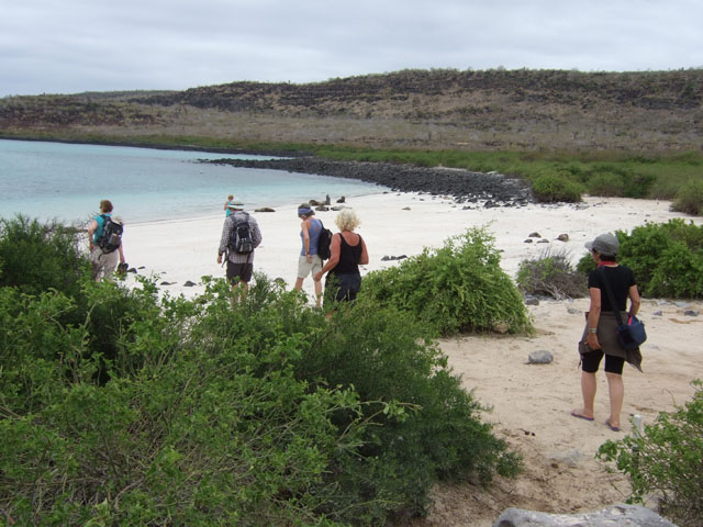 ガラパゴスアシカ, Zalophus wollebaeki