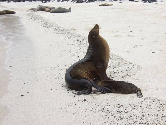 ガラパゴスアシカ, Zalophus wollebaeki