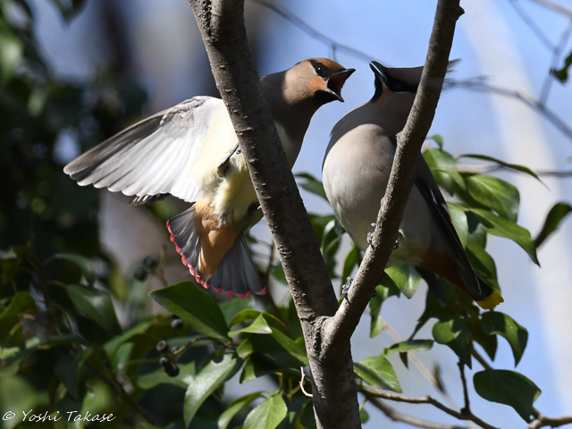 キレンジャク, Bombycilla garrulus