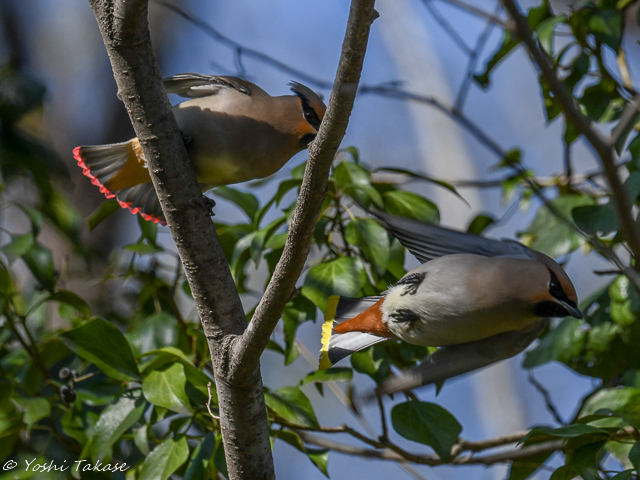 キレンジャク, Bombycilla garrulus