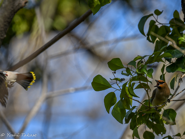 キレンジャク, Bombycilla garrulus