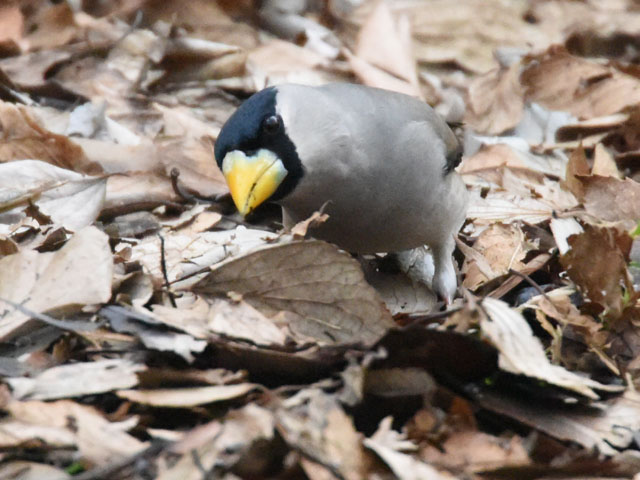 イカル, Eophona personata