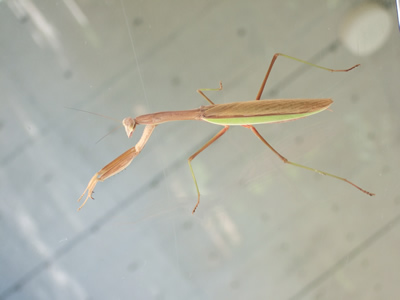 ���܂���