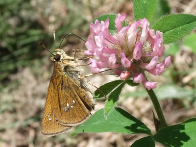 �����݂��傤