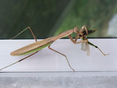 �J�}�L���̕ߐH