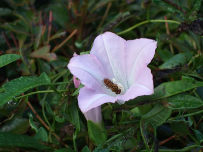 �Ђ邪���ƒ�